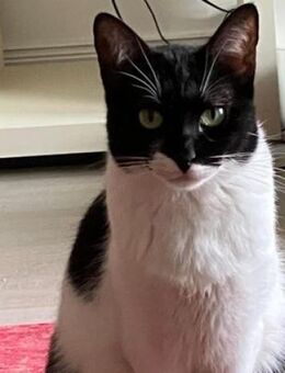 Martina - Das Schicksal will es anders - Poing