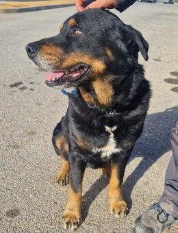 Balu,perfekter Begleiter sucht Zuhause - Ratekau