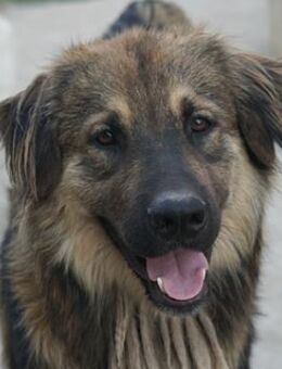 Felix, geb. ca. 03/2024, GRIECHENLAND - Euskirchen