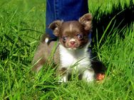 Bildschöne typvoller XXXS Mini Chihuahua Hündin LH in Lilac - Freiensteinau