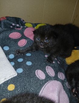 5 xxl maine coon mix kitten schwarz grau Teddybärchen - Bad Kissingen