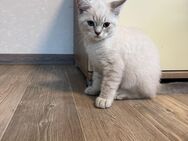 Britische kurzhaar baby katzen - Siegen (Universitätsstadt)