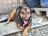 Lenya sucht ein Zuhause - Neuhausen (Fildern)