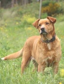 Luna sucht liebevolle Menschen - Untergruppenbach