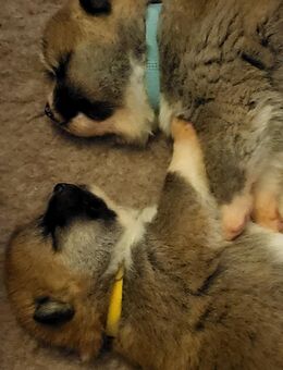 Akita Inu Welpen - Berlin Mitte