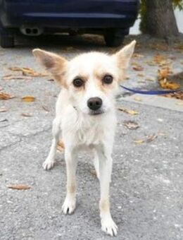 Raia ist eine zarte + anhängliche Hündin - Karben