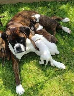 Boxer Welpen - Essen