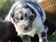 Australian shepherd mal Irish Red Setter Welpen - Nörvenich