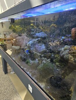 4000 Liter Meerwasser Becken wegen Platzmangel zu verkaufen - Erftstadt Zentrum