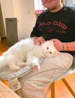 BLH Wunderhübsch und super Lieb - Wülfrath