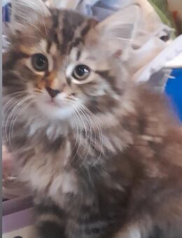 Mainecoon Babykätzchen abzugeben - Kamen