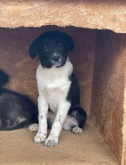 NALA sucht liebevolle Familie - Neuberg