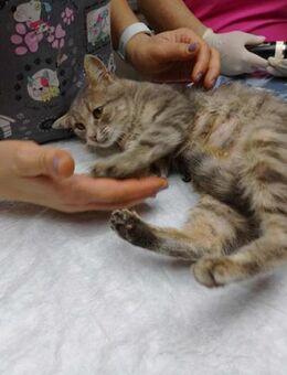 Katze IVY: Ihre Babys wurden totgebissen - Augsburg