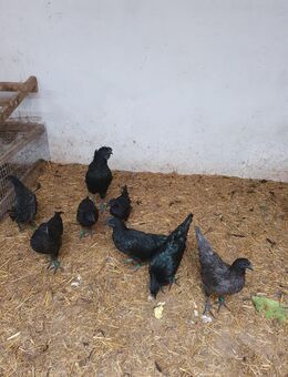 Ayam Cemani Hühner - Bassum