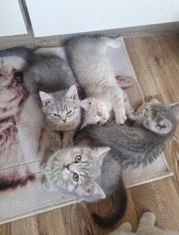Britisch Kurzhaar Kitten Abgabe 23.11 - Neubukow