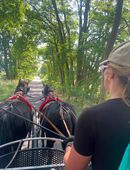 Pferdegespann Nonius in 15345