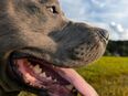 American Bully Deckrüde (Stammbaum) in 38855