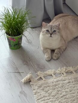 Verlorene Katze - Würzburg
