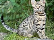 Kitten Bengal - Husum (Schleswig-Holstein)
