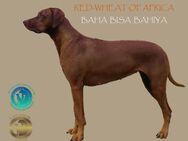 Genetisch gesunde Welpen mit R.I.GE.P. Gen-Test + VERHALTENSGENE PREMIUM ZUCHT Rhodesian Ridgeback - Hildesheim