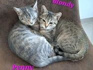 Blondie+Penny möchten zusammen bleiben - Oberhausen (Rheinland-Pfalz)