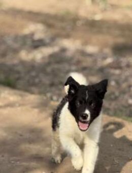 Azorel, lieber Hund - Lindenberg (Rheinland-Pfalz)