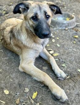 Wer verliebt sich in Malu ? - Großefehn