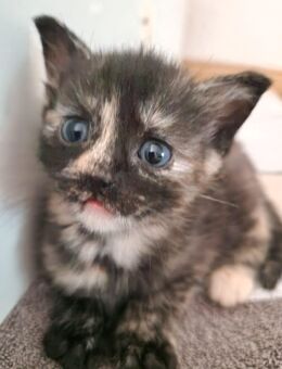 Kitten Siam-mix - Gelsenkirchen