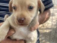 Duffy sucht ein Zuhause - Olfen