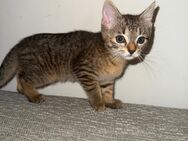 Süßes Katzenmädchen sucht liebevolles Zuhause – ab Ende Juli abgabebereit - Langenhagen