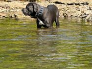 Cane Corso Deckrüde - Iserlohn Zentrum