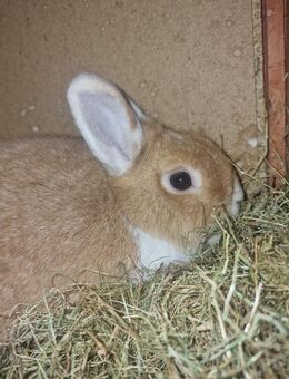 Kaninchen Hasen Zwergkaninchen ihn braun - Nürnberg