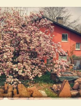 Suche 1Zimmer Wohnung Wohnpartnerschaft Wohnen für Hilfe nähe Stuttgart - Neckargemünd