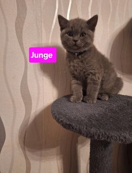 BKH Reinrassige Kitten. - Lippstadt