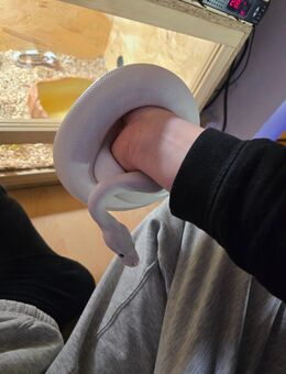 Schlangen Mehrerer arten - Peine