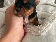 Mini Yorkshire Terrier Welpen - Leipzig West