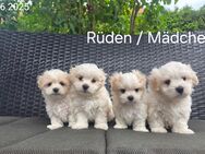 Bildhübschen Malteser Babys/ Chip - Simbach