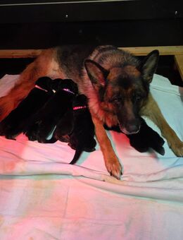 Schäferhundewelpen - Remptendorf