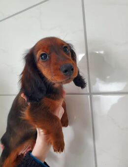 Zwerglanghaardackel Welpen ein Hündin und Rüde noch frei - Kruft