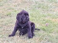 Labrador-Mix Welpen - Ahrenshagen-Daskow