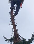 baumfällung in 76149