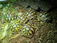 Maurische Landschildkröten - Halle (Saale)