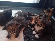 Xxl Maine Coon Kitten - Bechhofen (Bayern)
