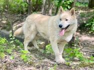 TAIFUN- aktiver Husky Mischling - Mainhardt