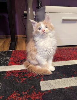 Wunderschöne Reinrassigen Main Coon Kitten XXL - Wiesbaden