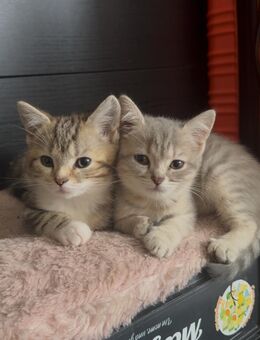 BKH kitten - Ludwigshafen (Rhein)