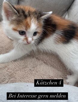 Katzen Kitten - Uelzen Zentrum