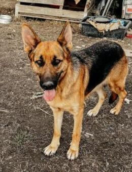 verschmuste Traumhündin Pippi 💕 - Kallmünz