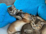 Britisch Kurzhaar Golden Shell , black golden Tabby , Golden Silver Tabby - Zinnowitz