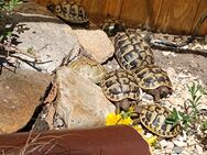 Griechische Landschildkröten, NZ 2022+2023, THB, inkl. Cites - Velen